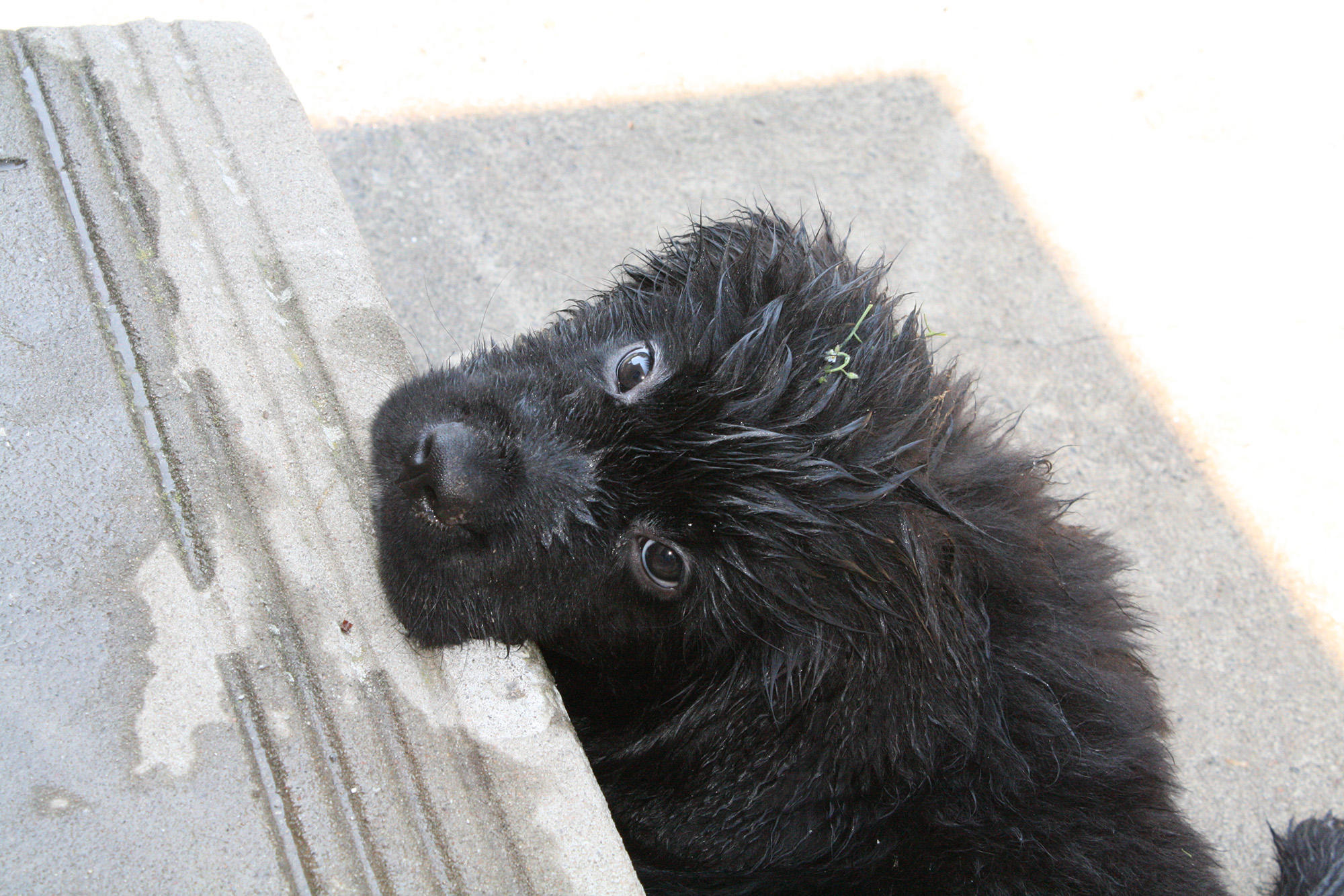Why Newfoundland dogs make the best pets for families
